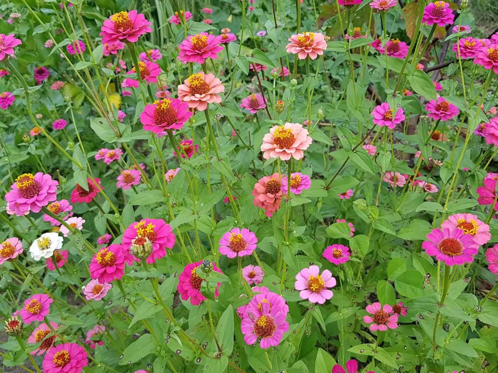 Developing enhanced plant perception