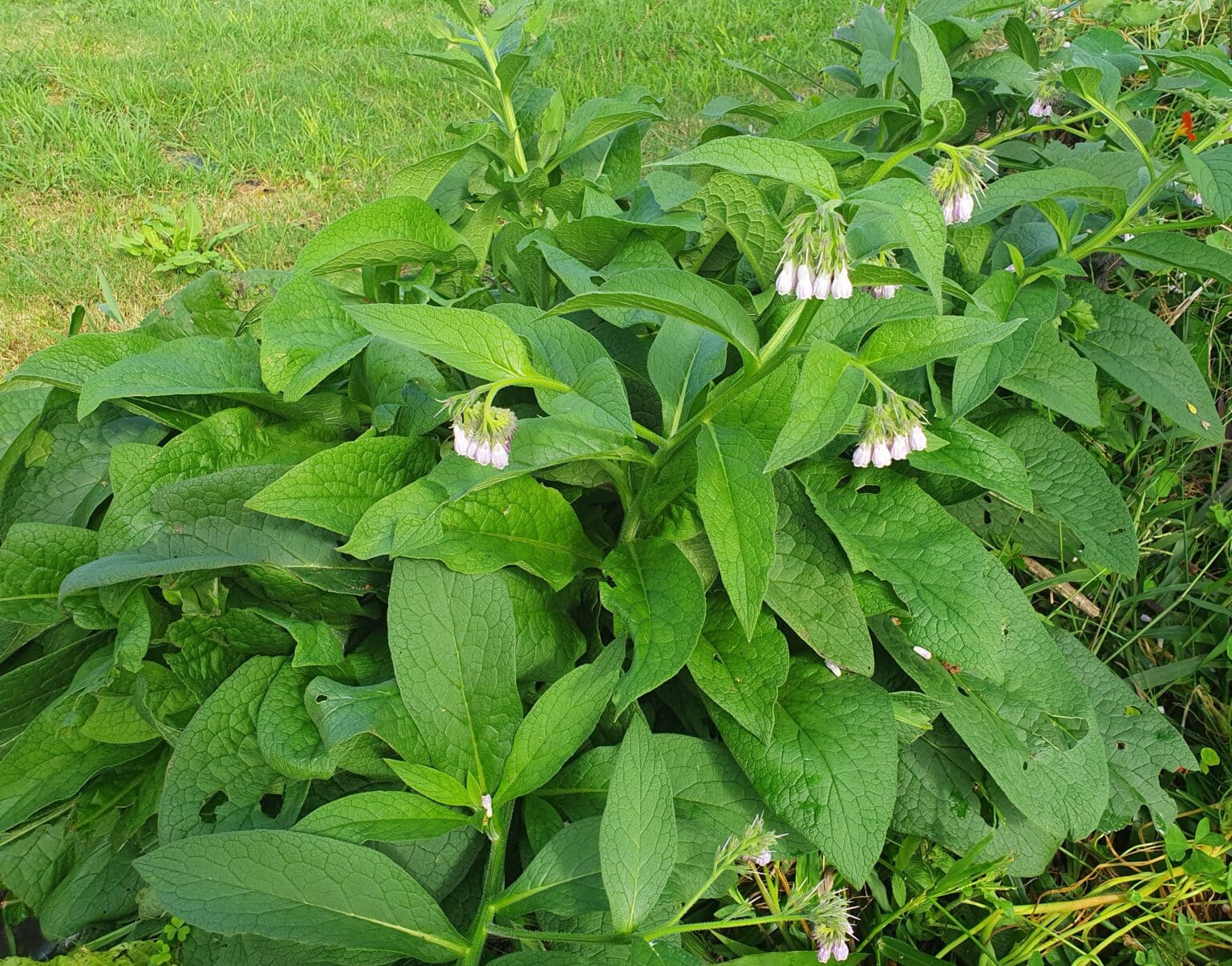 Comfrey Liquid Manure ⋆ Biodynamic Agriculture Australia Ltd