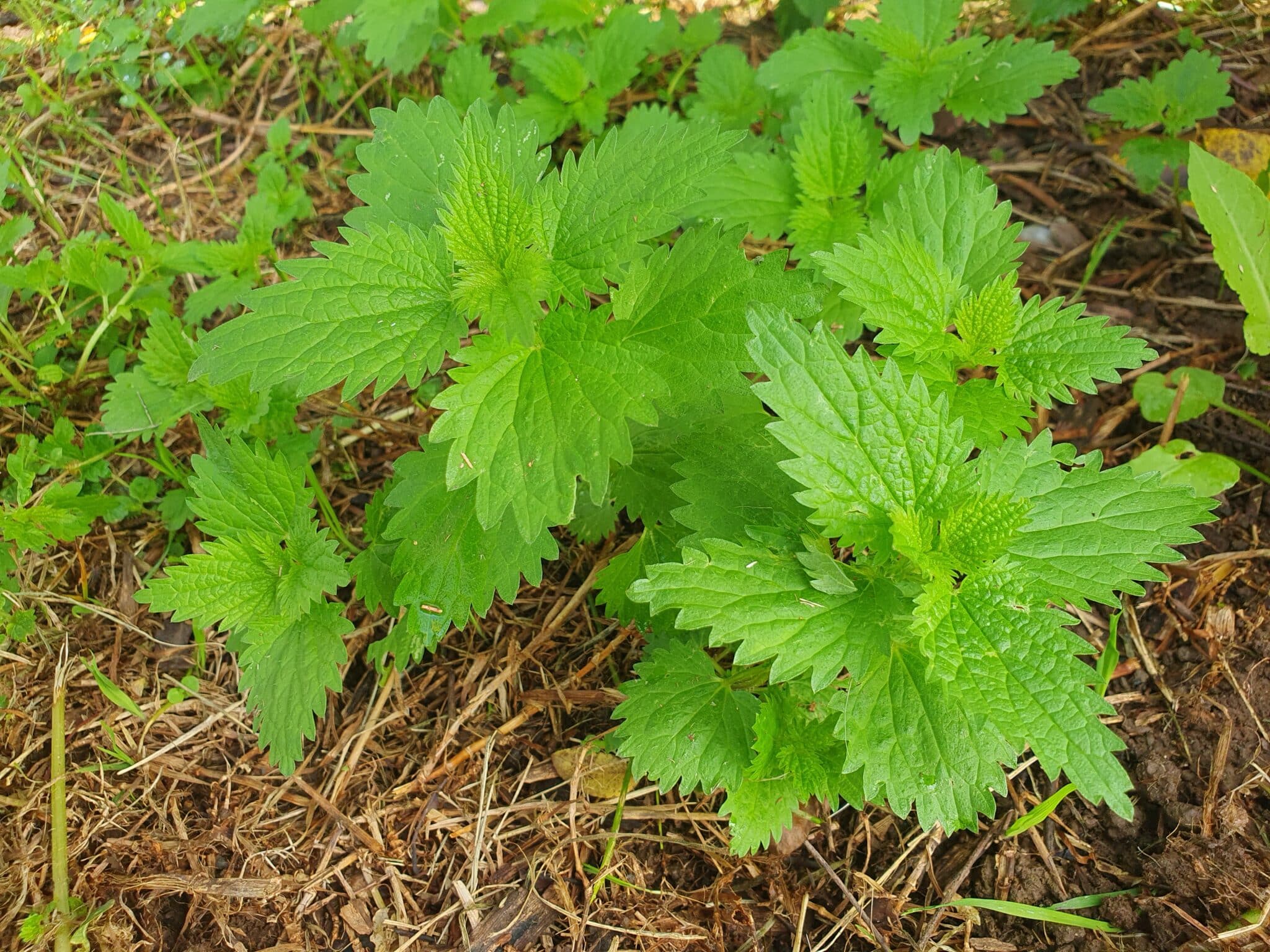 Biodynamic Nettle Liquid Manure