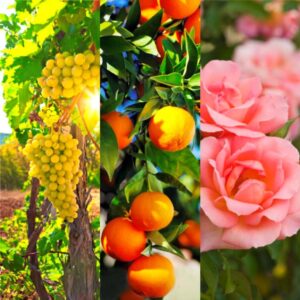 Biodynamic Vine and Tree Tonic