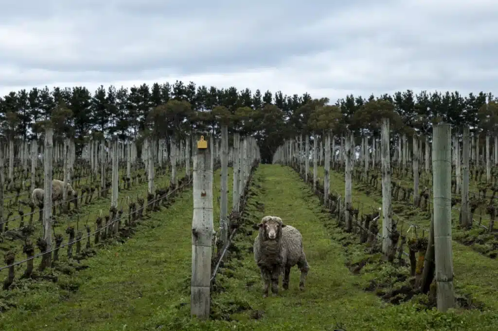 organic, biodynamic, wine