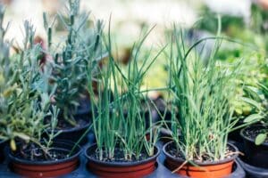 Biodynamic Food, Flower Garden Elixir - a powerful vitaliser for your pots and patch