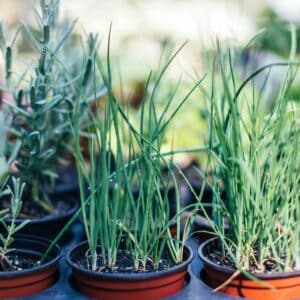 Biodynamic Food, Flower Garden Elixir - a powerful vitaliser for your pots and patch